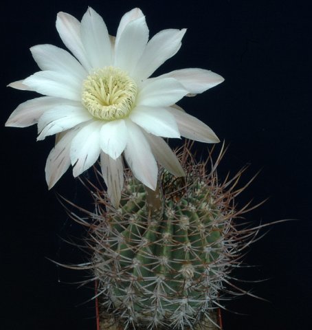 Echinopsis_melanopotamica